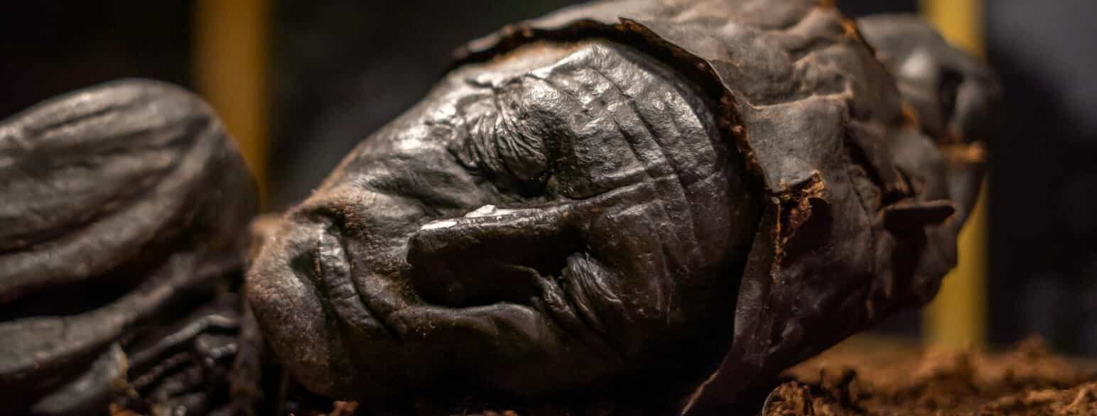 Tollundmanden, der døde ca. 405 - 380 f.Kr..