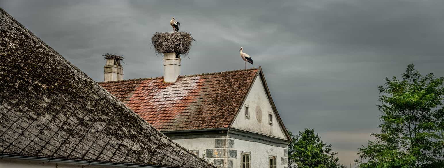 Storkerede og storke på et hustag i  Friedersbach (Waldviertel), Østrig, 18. august 2015