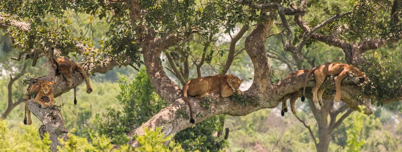 Løver i træ i Ishasha, Queen Elizabeth-Nationalparken, Uganda