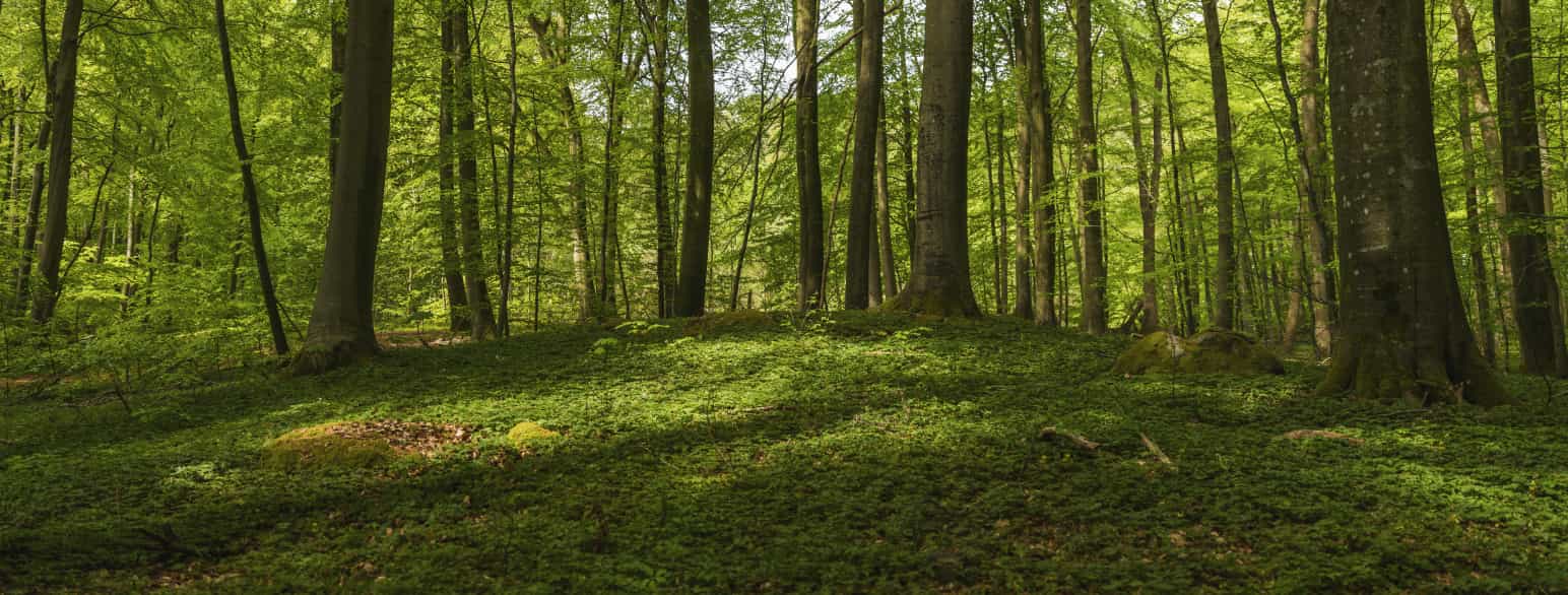 Resterne af en stendysse ses i skovbunden i Staksrode Skov