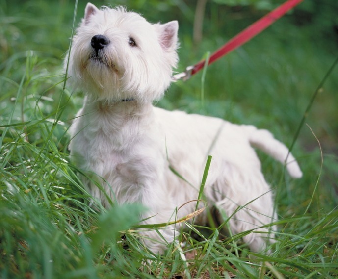 Indsprøjtning Ubarmhjertig kig ind west highland white terrier | lex.dk – Den Store Danske
