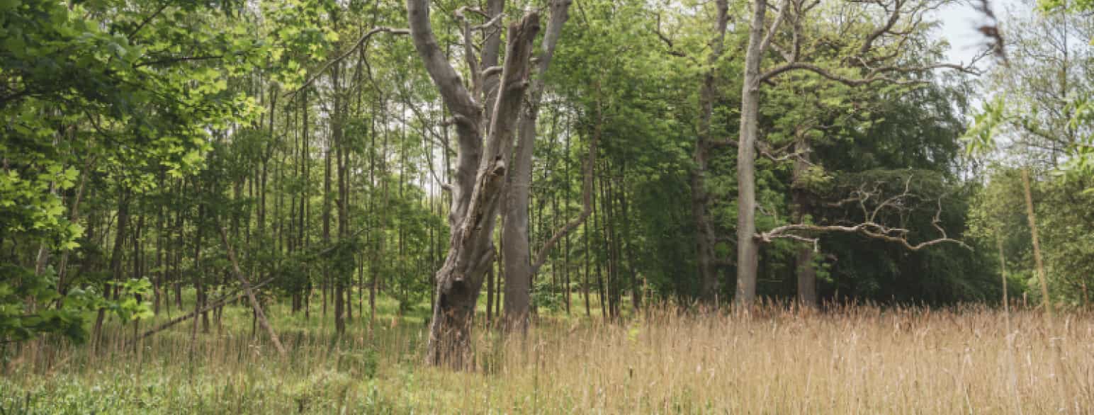 Gamle asketræer i mose vest for Angantyrshøj