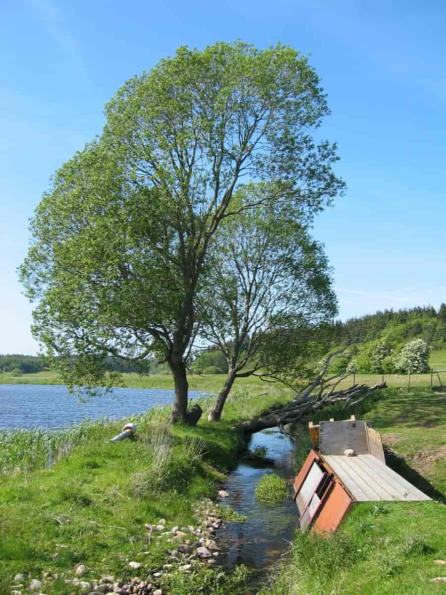 Eksempel på fuld passage i bækken ved vandindtaget til et mindre dambrug i Viborg Amt - ca 2004