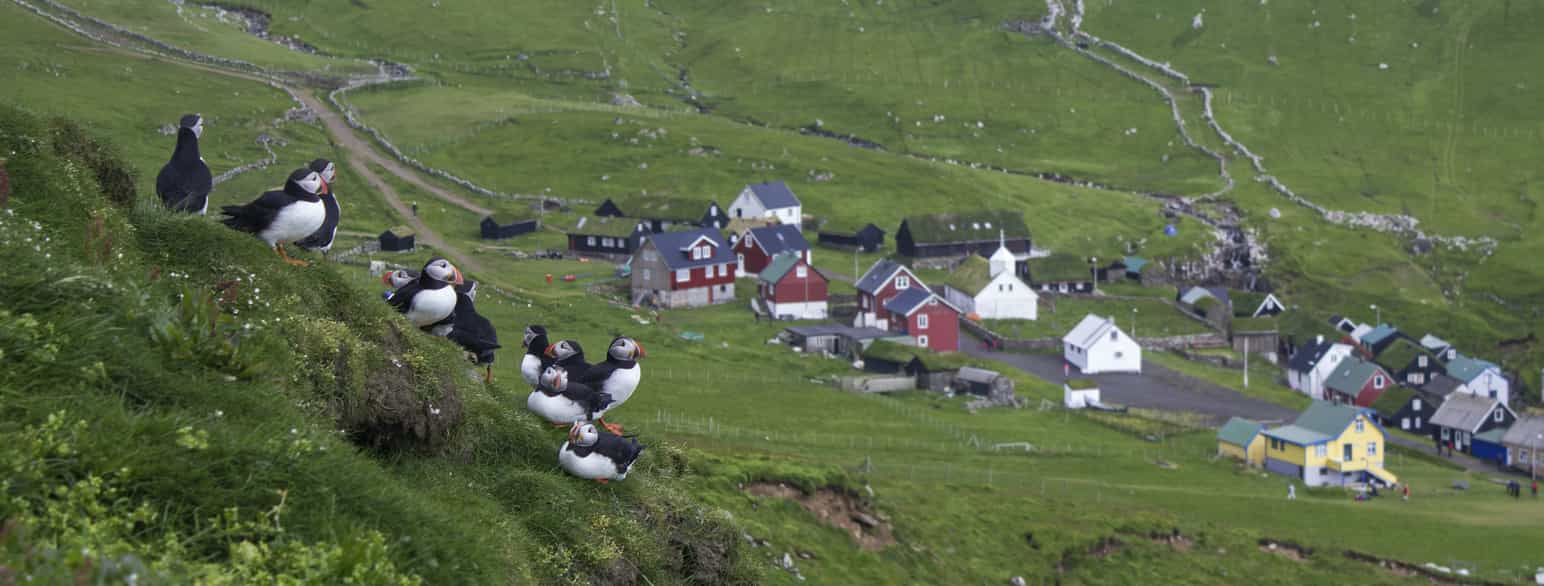 Lunder på Mykines, Færøerne