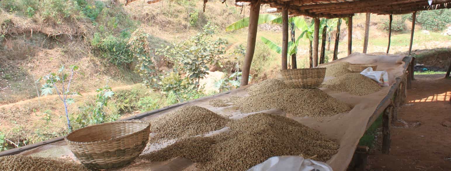 Kaffebønner til tørring i pyramider; en teknik, der typisk ses i Burundi