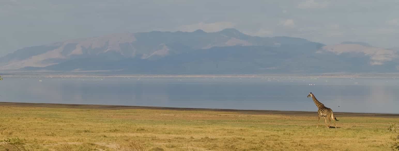 Giraf ved Lake Manyara i det nordlige Tanzania