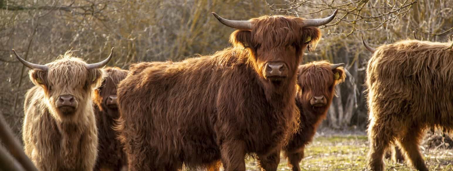 Siden 2018 har skotsk højlandskvæg været at se på Amager Fælled