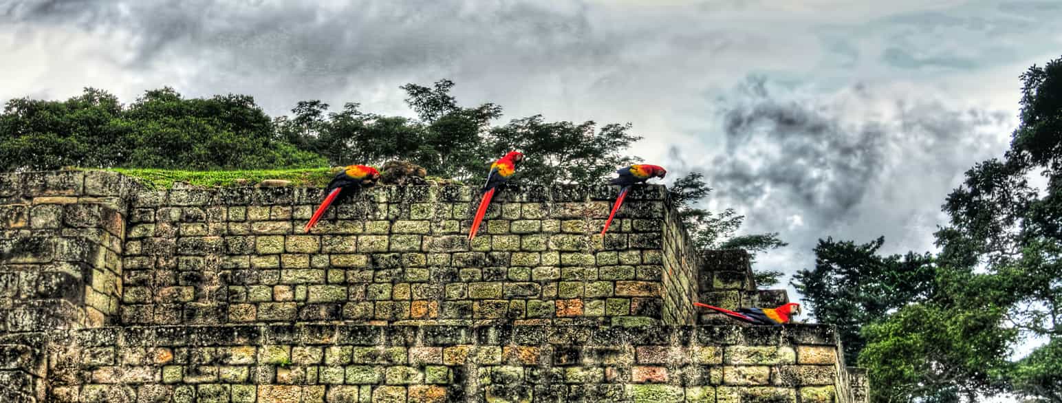 Honduras' nationalsymbol, den lyserøde ara i Copán, en mayaruinby i det vestlige Honduras