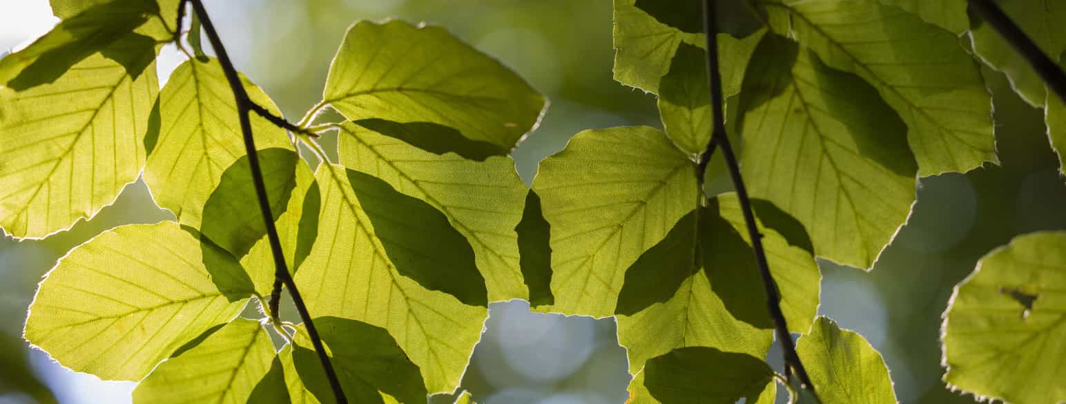 Lysegrønne blade af almindelig bøg (Fagus sylvatica) kort efter løvspring