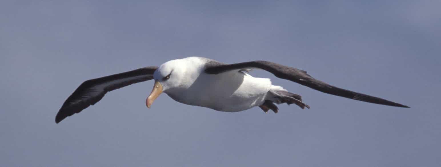 Sortbrynet albatros (Thalassarche melanophris) Stewart Island, New Zealand.
