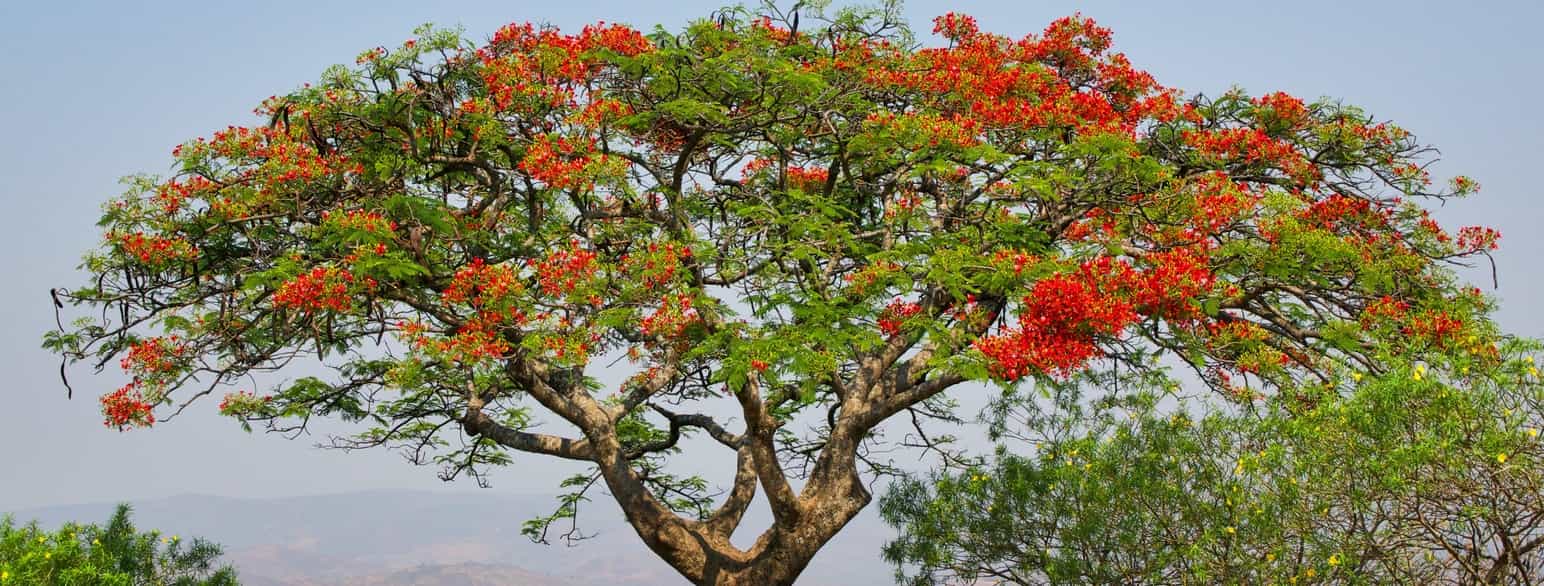 Træet Delonix regia i byen Blantyre i det sydlige Malawi