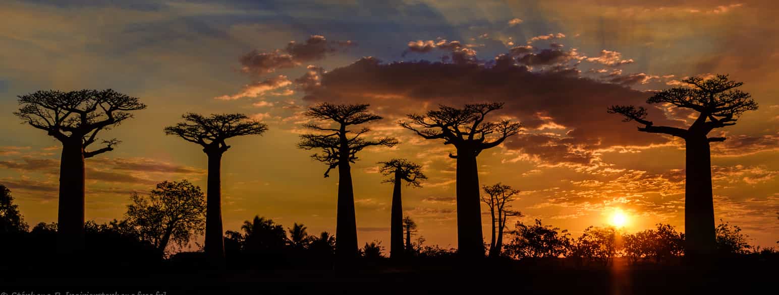 Baobabtræer i Madagaskar