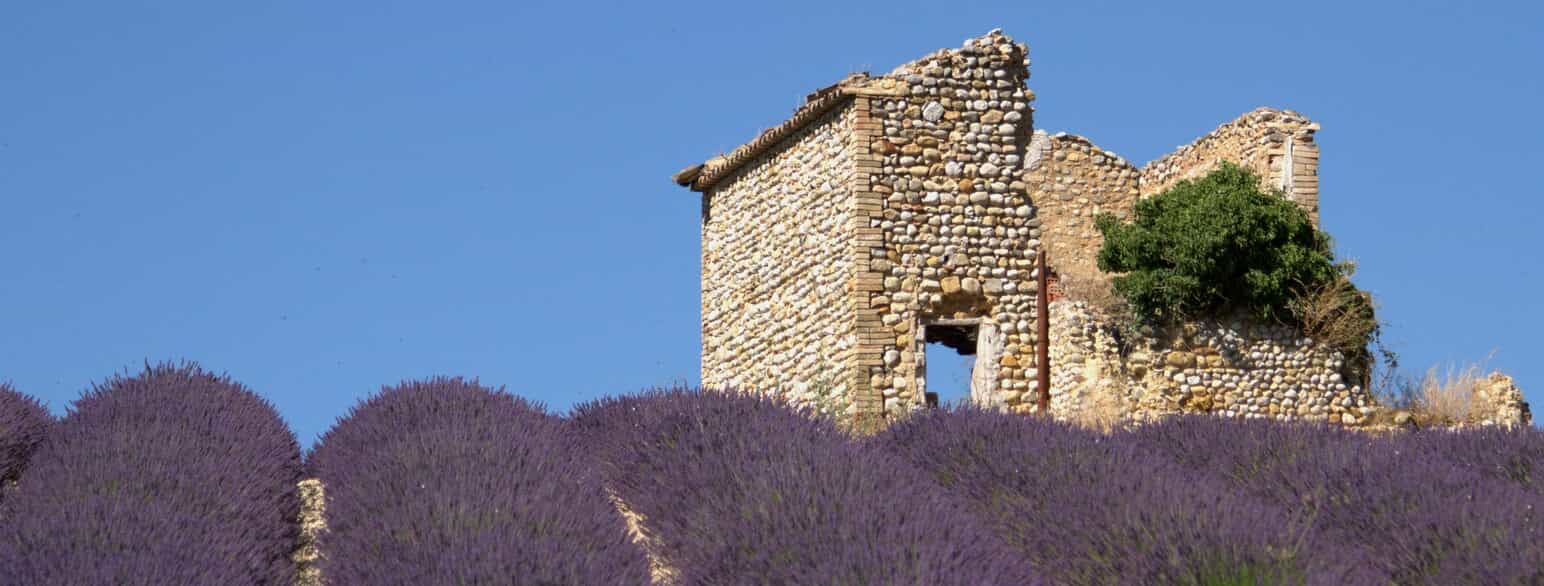 Provence er blandt meget andet kendt for lavendeldyrkning.