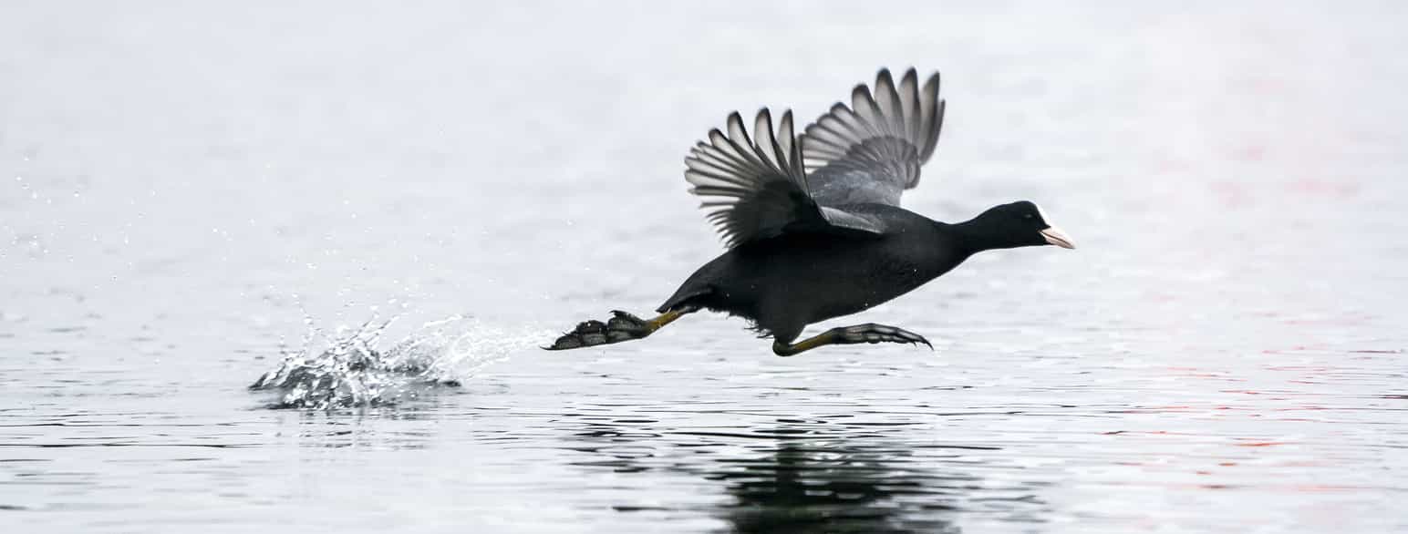 Blishøne (Fulica atra) løber/flyver hen over vandet.