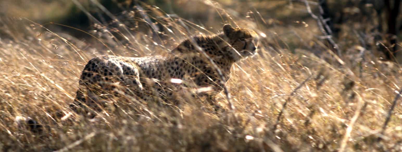 En gepard er godt camoufleret i solpletter og højt græs, den østafrikanske savanne, Kenya 2004.