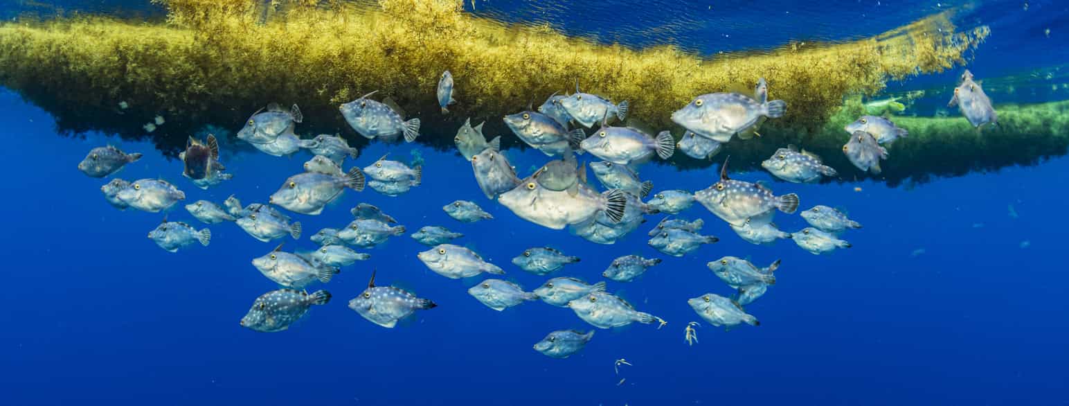 En stime af filfisk (Monacanthidae) søger ly under sargassotang i Sargassohavet.