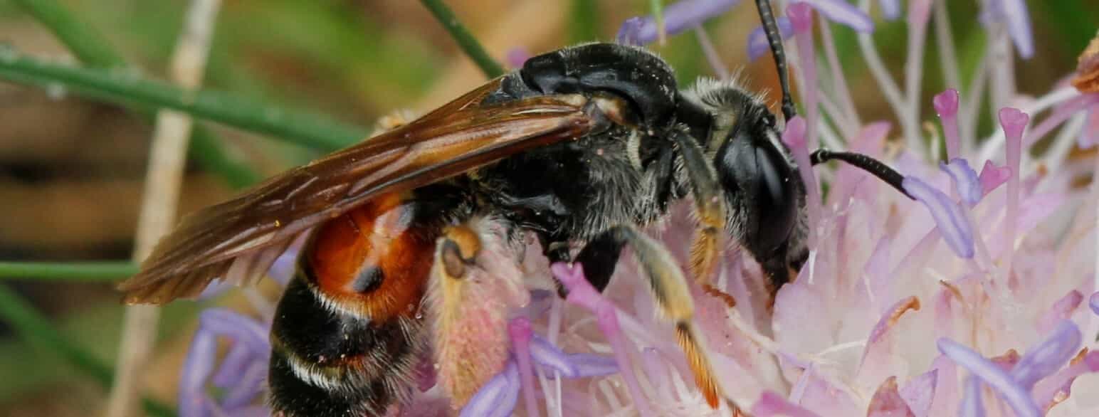 Blåhatjordbi på pollenjagt i Svanninge Bakker