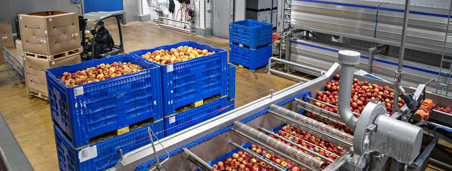 De røde æbler bliver vasket grundigt, inden de bliver presset til saft hos Rynkeby Foods i Ringe