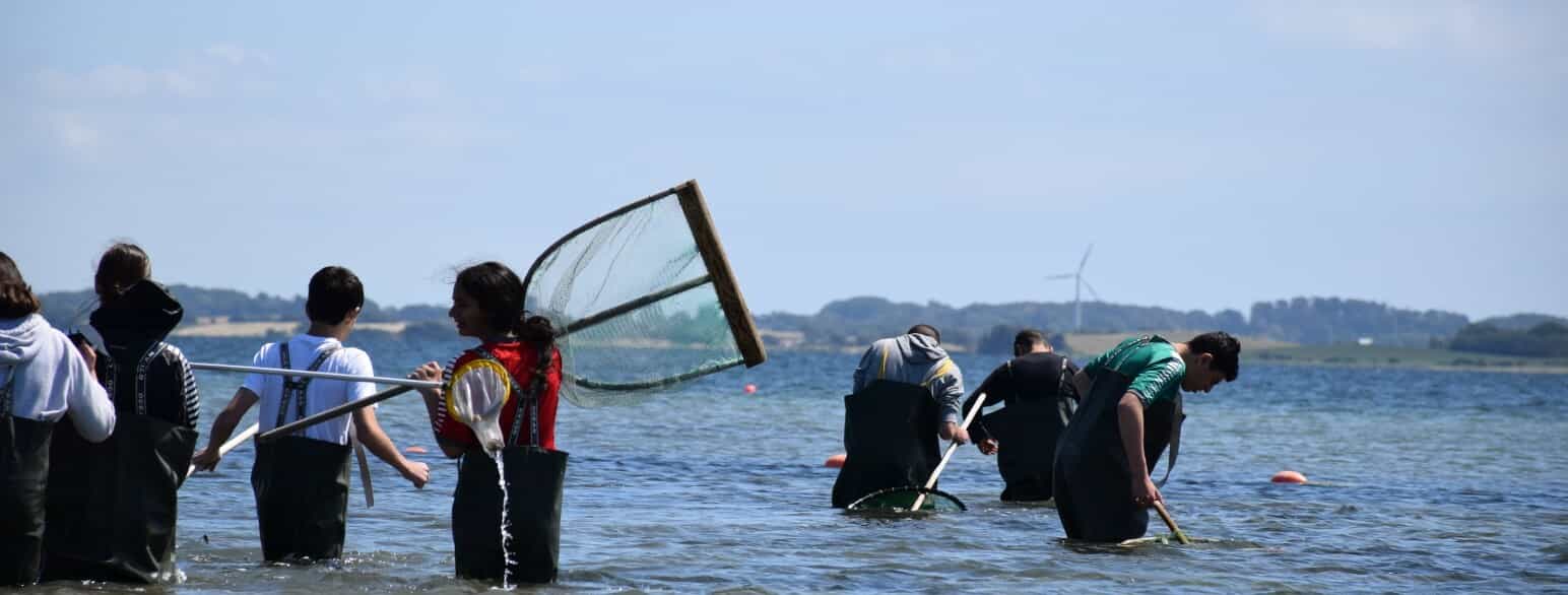 Skoleelever undersøger dyrelivet på det lave vand ud for Øhavets Smakke- og Naturcenter på Strynø