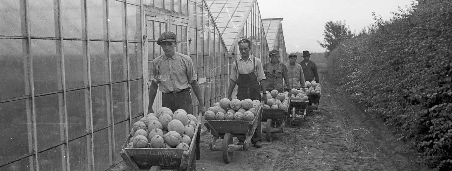 Melonhøst ved Adolf Jørgensens gartneri i Lumby i 1944