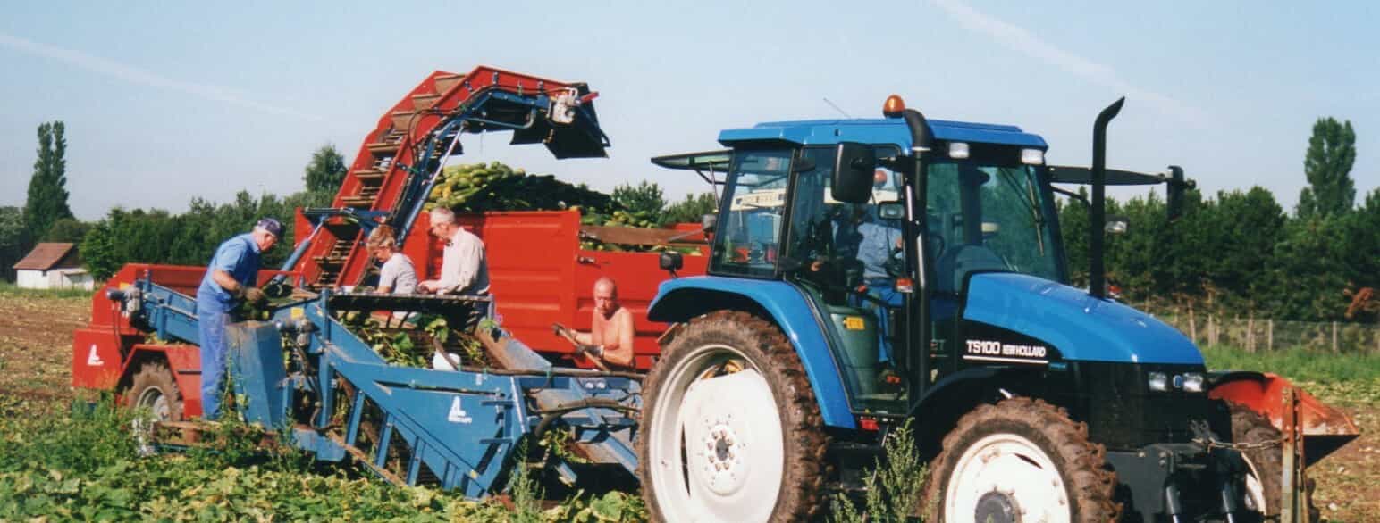 Der bliver høstet agurker til brug for fødevarevirksomheden Beauvais’ produktion af agurkesalat