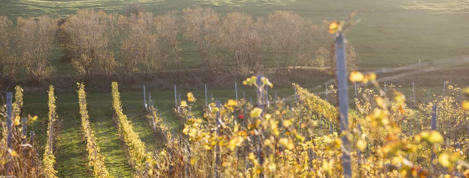 Druerne til RÖS-vinene hos Dyrehøj Vingaard vokser på Røsnæs, hvor jordbundsforholdene og det kølige, men solrige klima skaber gunstige dyrkningsforhold