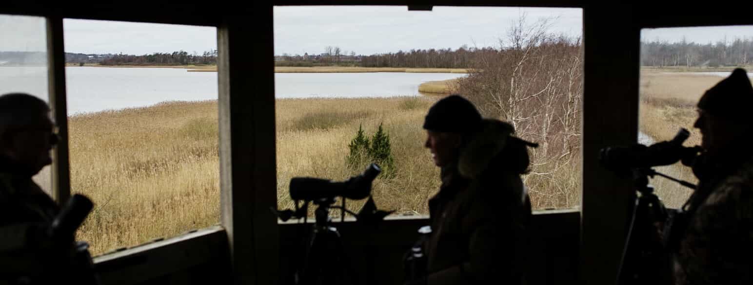 En flok fuglekiggere tålmodigt på, at fuglene skal indfinde sig ved Hovvig, der udlagt som fugle- og vildtreservat
