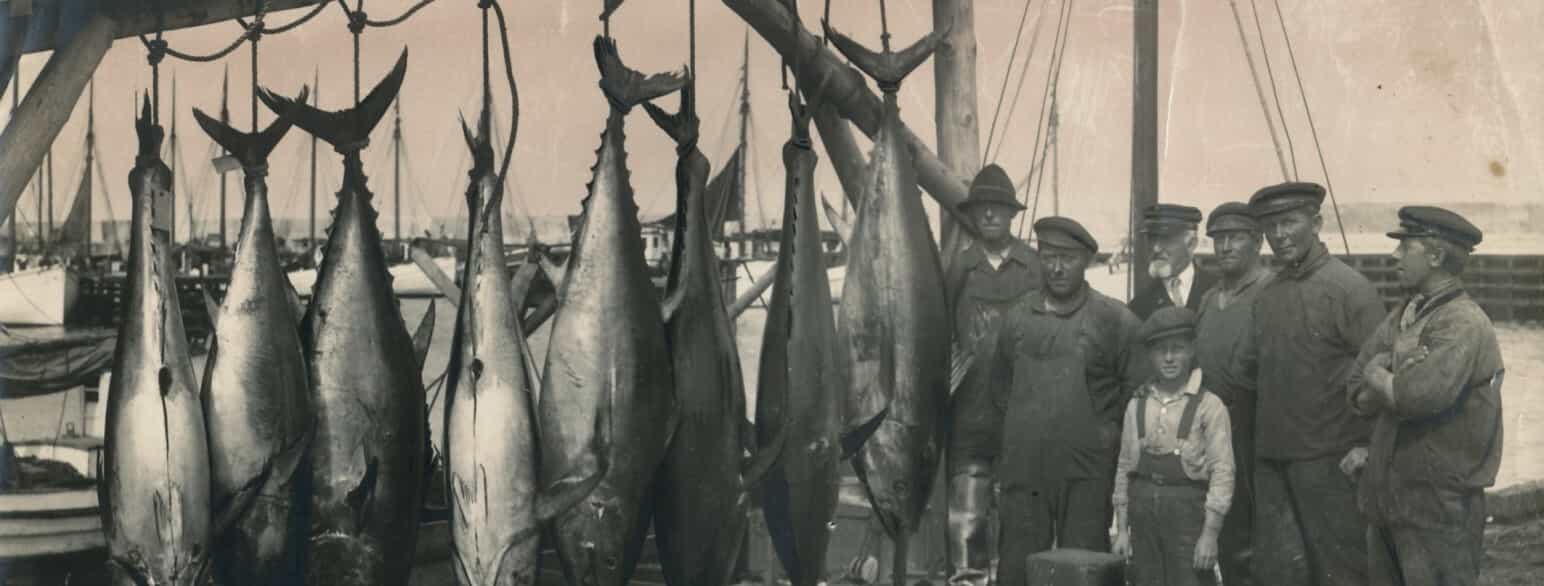 I løbet af 1900-tallet var det i perioder muligt at fange tun i det sydlige Kattegat. Foto fra 1946