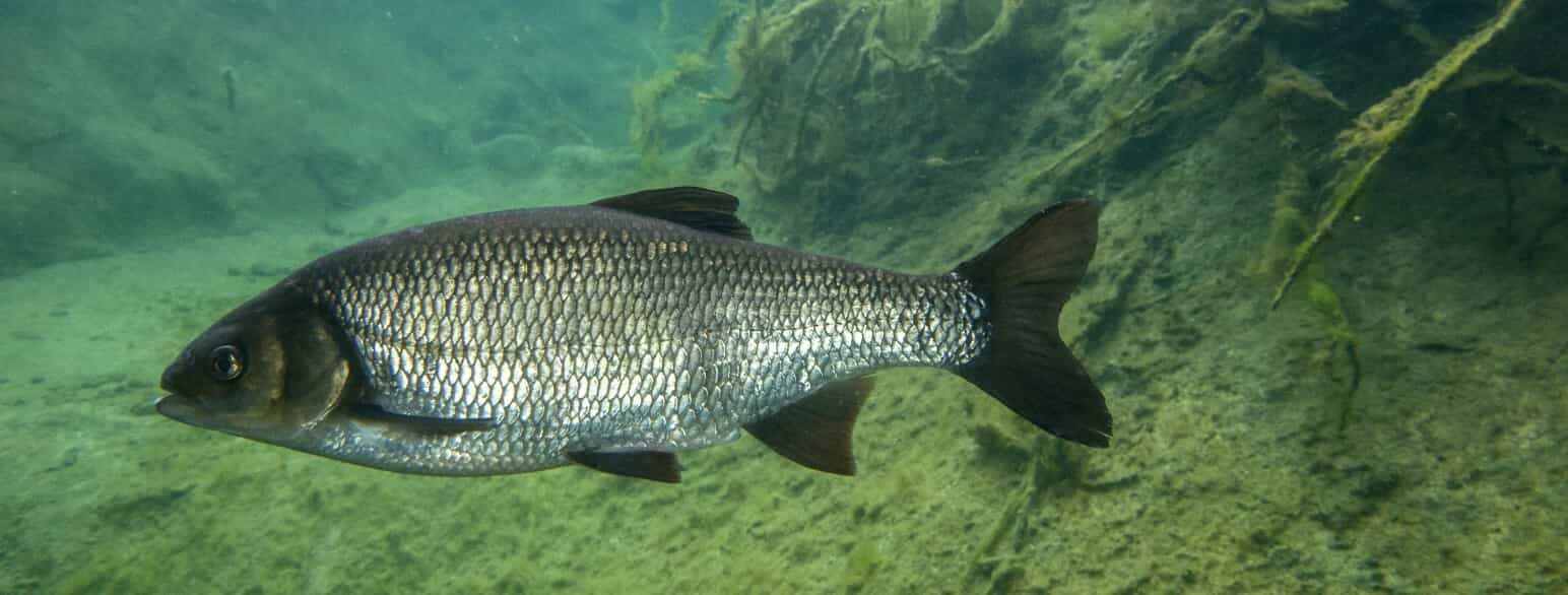 Rimten er en karpefisk, som typisk bliver 30‑40 cm lang