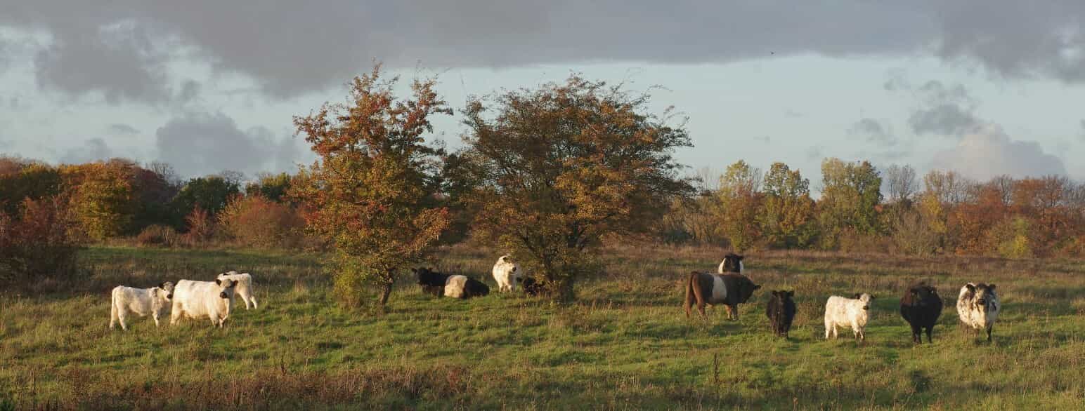 Næstved Øvelsesplads afgræsses af køer og heste, som går ude hele året