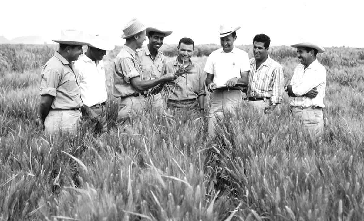 Borlaug