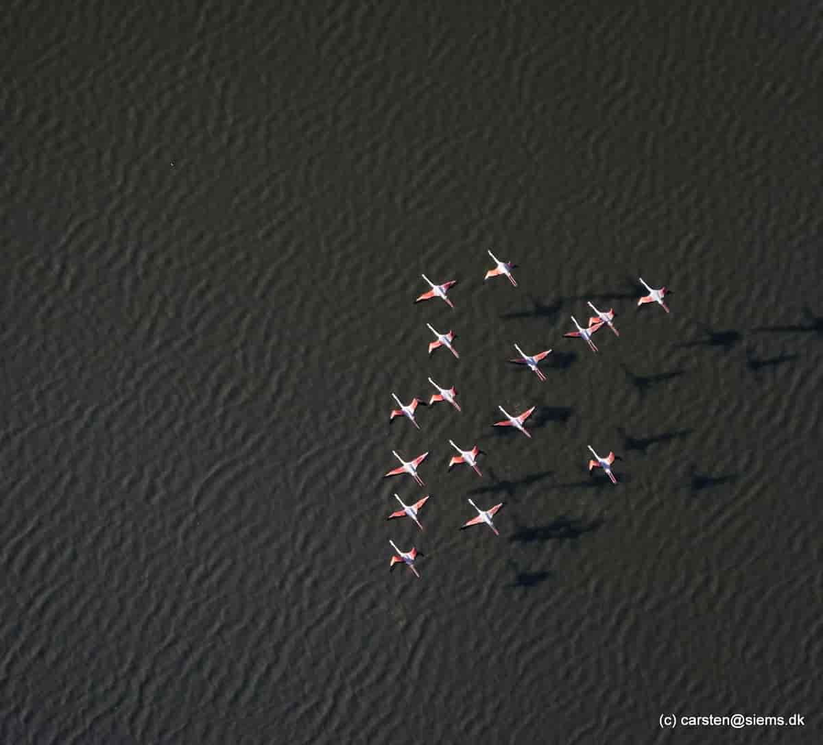 Flyvende flamingoer set fra oven i Camargue i Sydfrankrig