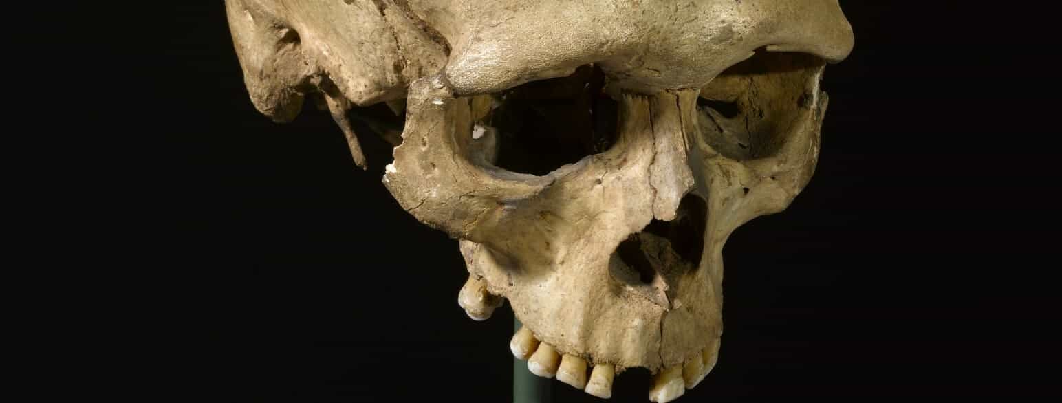 Ved Næs på Falster fandt man i 1838 et kranie og flere andre skeletrester i en jættestue fra ca. 3500 f.Kr.