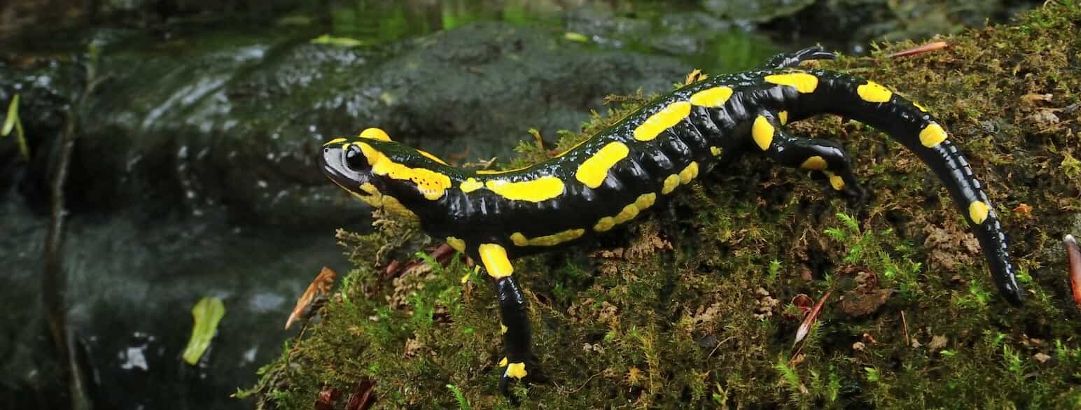Ildsalamander (Salamandra salamandra) fra Schweiz.