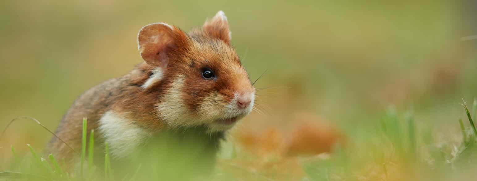Europæisk hamster (Cricetus cricetus) fra Østrig.