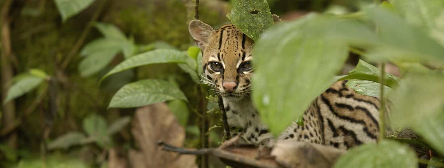 Ozelot (Leopardus pardalis) i regnskoven i Ecuador.