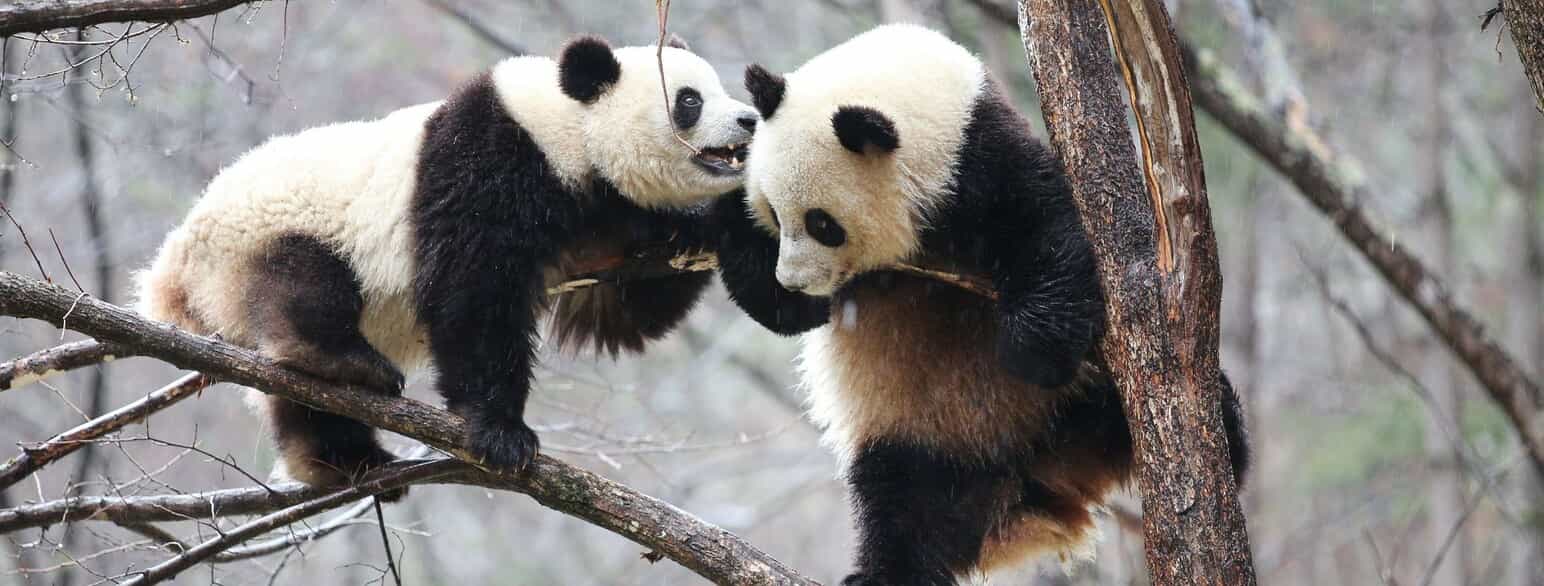 Stor panda (Ailuropoda melanoleuca) klatrer gerne i træer.