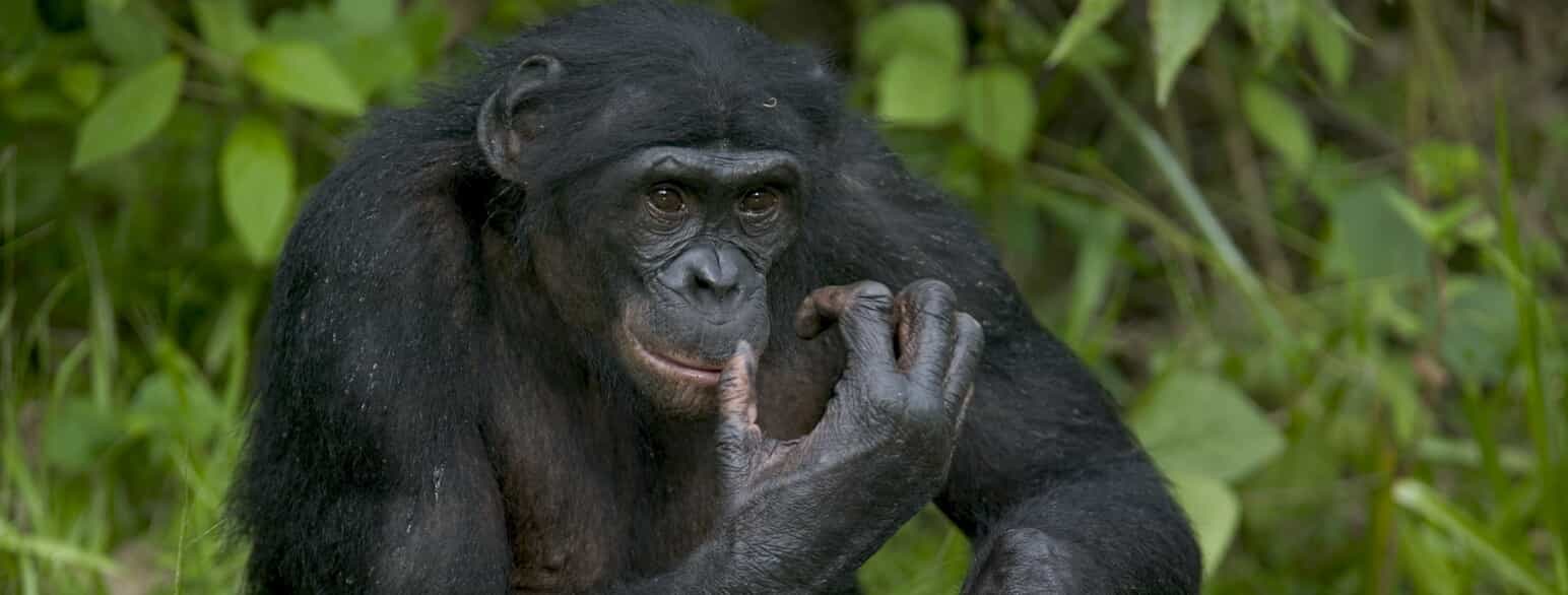Bonobo (Pan paniscus) fra Den Demokratiske Republik Congo.