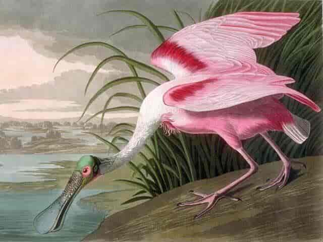 Rosaskestork, John James Audubon.