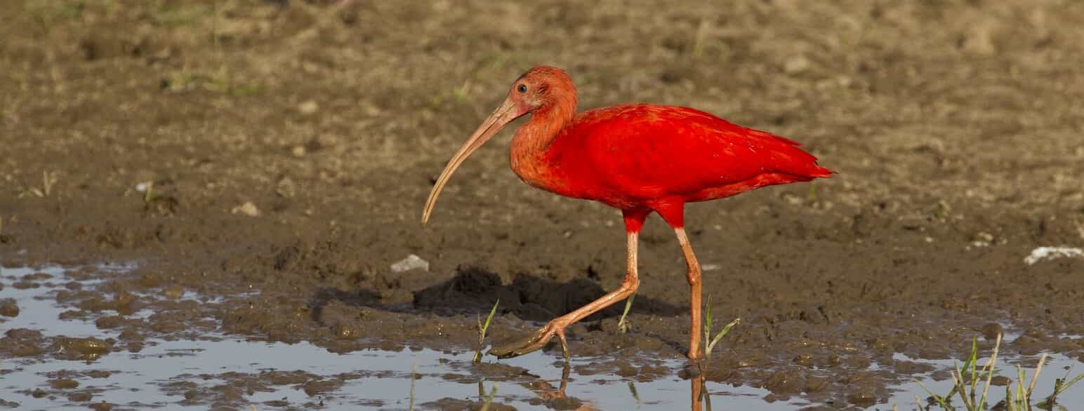 Rød ibis (Eudocimus ruber) fouragerer i vandkanten, Venezuela.