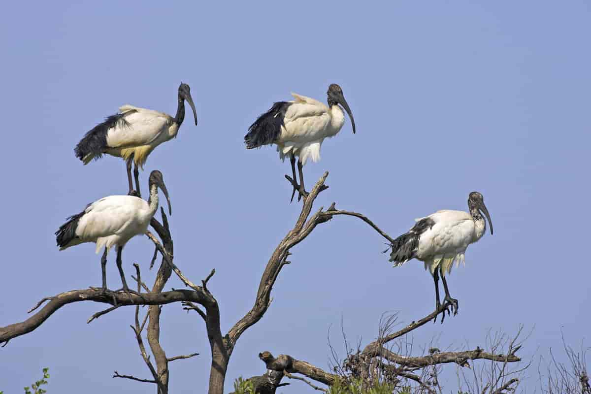 Hellig ibis