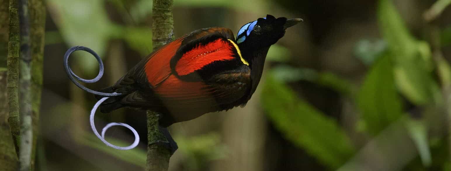 Ampat-paradisfugl (Diphyllodes respublica) fra Waigeo, Ny Guinea.