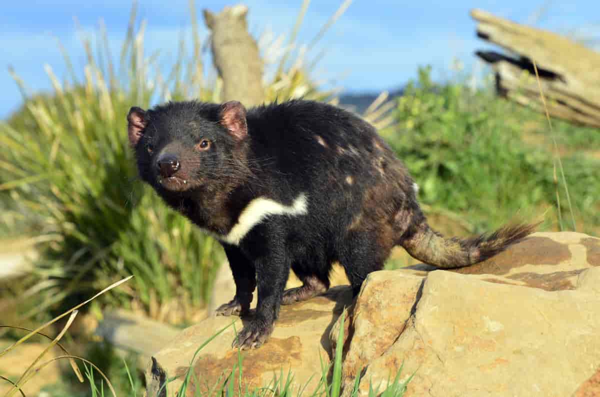 Tasmansk pungdjævel