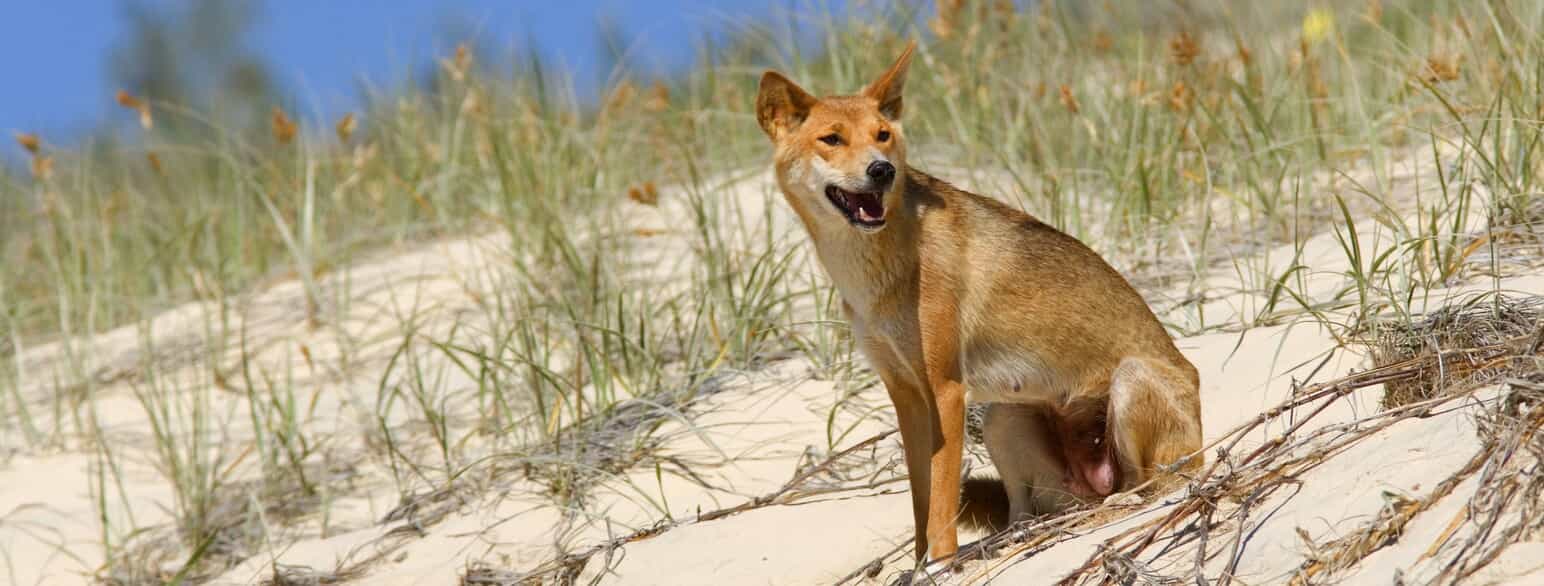 Dingo (Canis lupus dingo) på Fraser Island, Queensland, Australien.