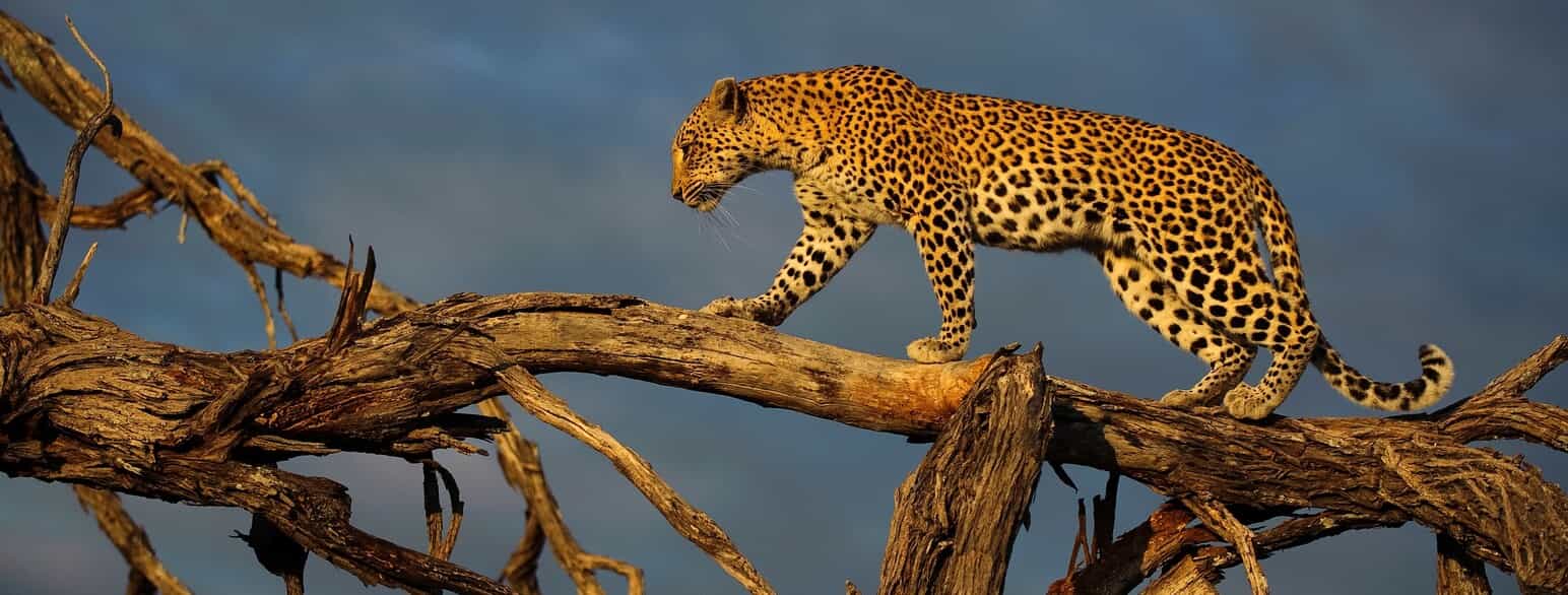 Leopard (Panthera pardus) i et træ, Botswana.