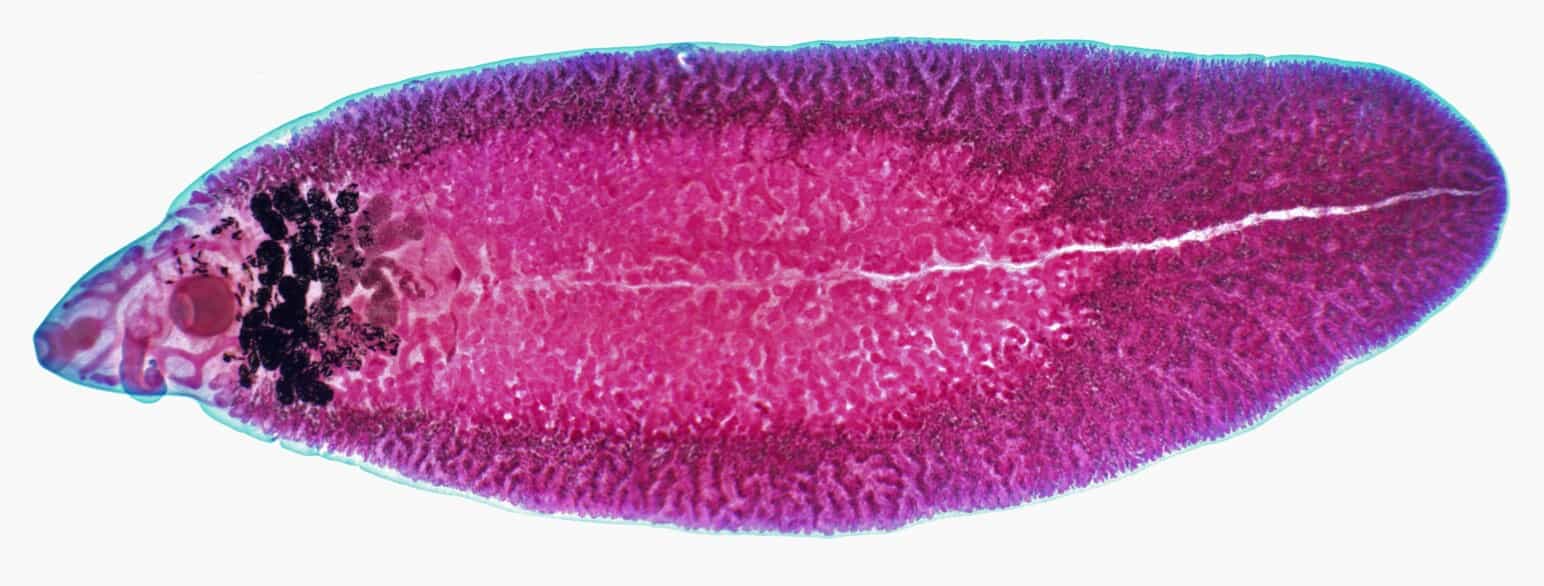 Stor leverikte (Fasciola hepatica).