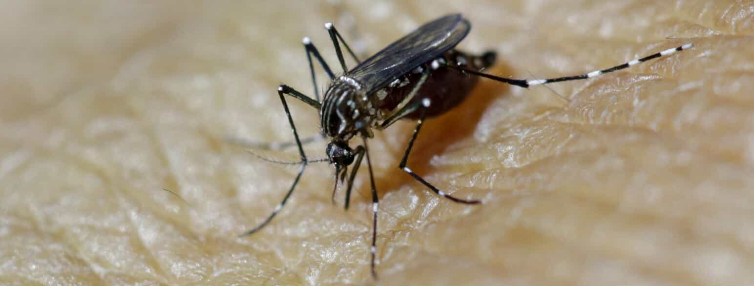Myggen Aëdes aegypti kan overføre denguefeber. Foto fra Guatemala.