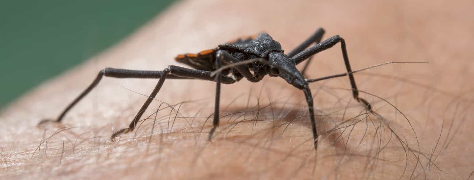 Rovtægen (Dipetalogaster maxima) kan overføre parasitten, som giver Chagas sygdom.