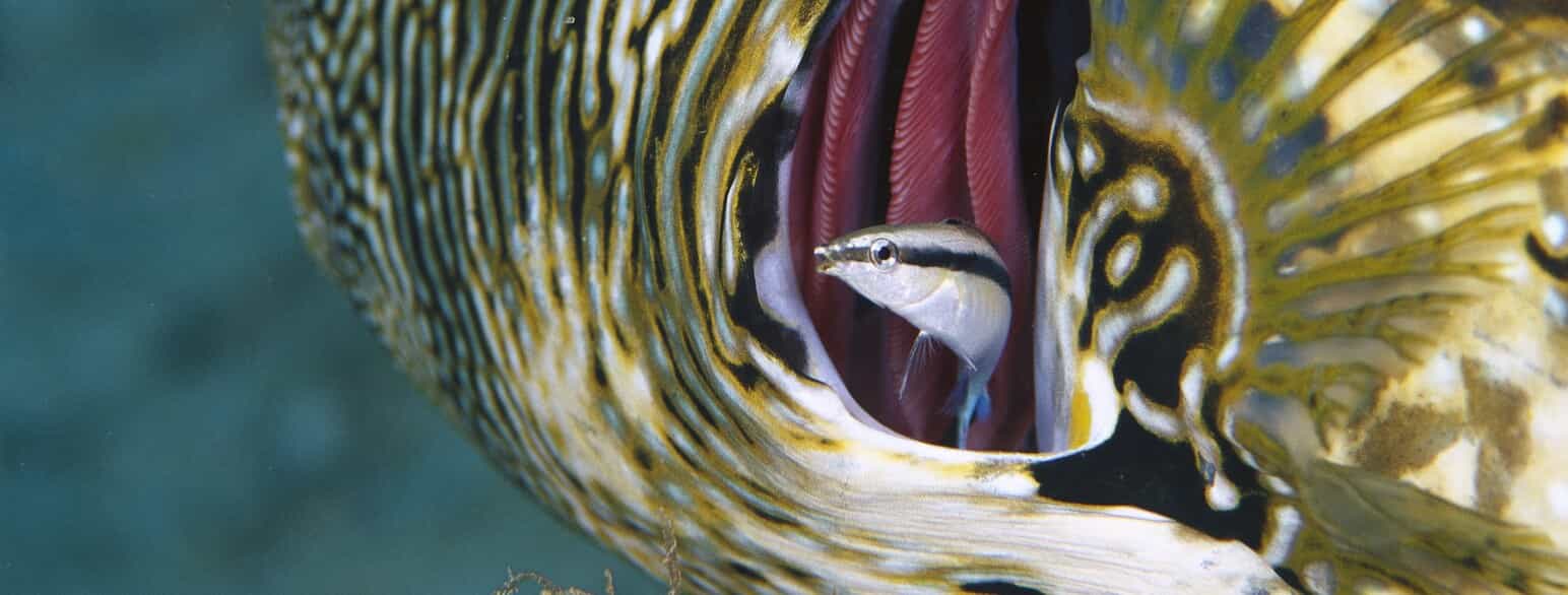 Pudsefisk (Labroides dimidiatus) renser gællerne på en kuglefisk (Arothron mappa) ved Salomonøerne.