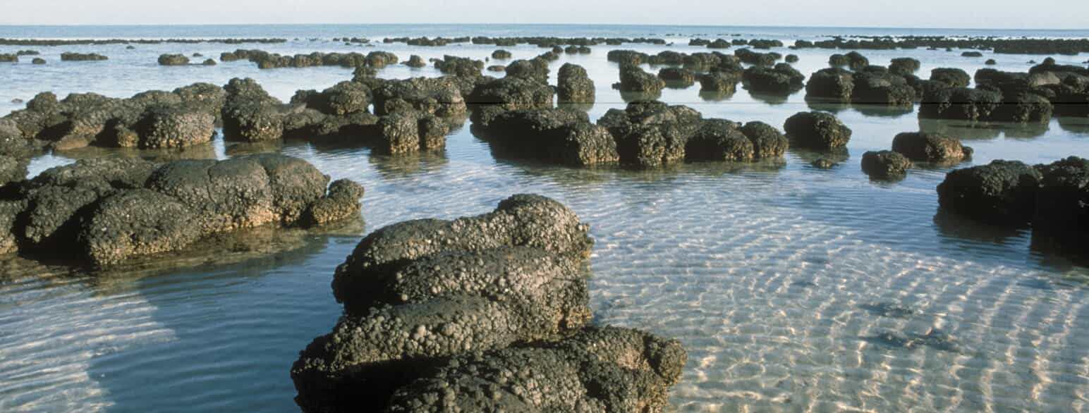 Stromatolitter på lavt vand i Shark Bay, Australien.